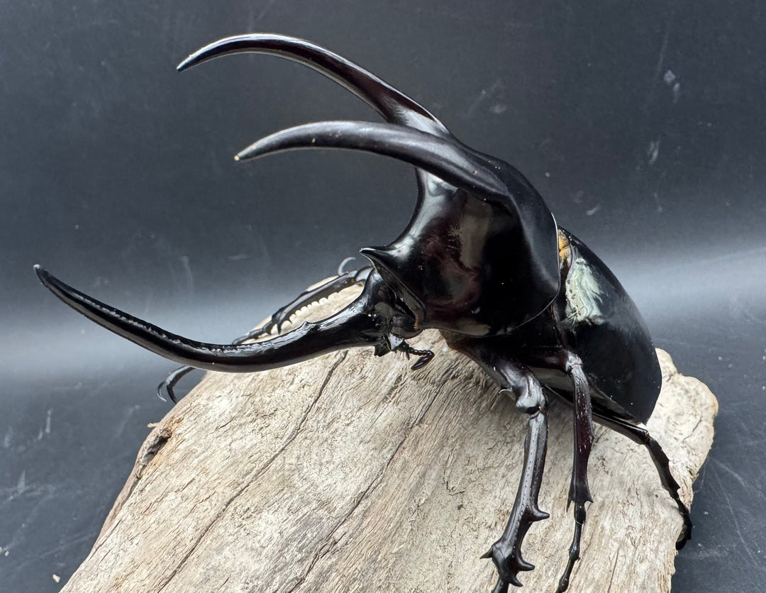 【WD】《モーレンカンプオオカブト 102mm ペア》