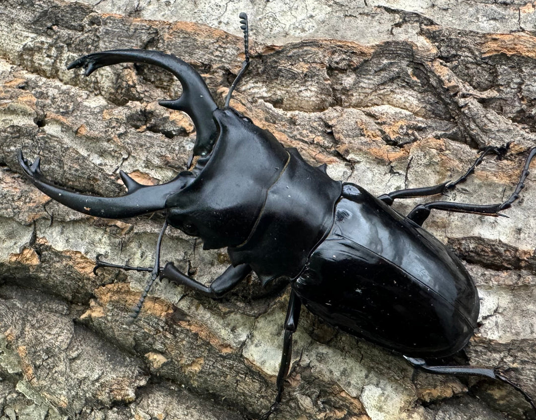 【WD】《インターメディアツヤクワガタ 94mm ペア》