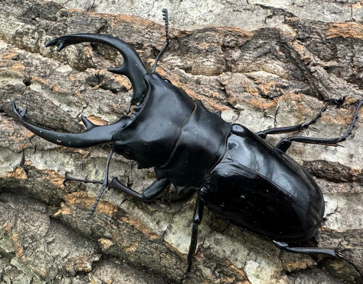 【WD】《インターメディアツヤクワガタ 94mm ペア》