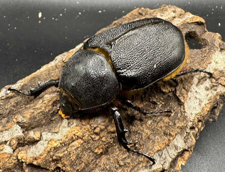 《サタンオオカブト 96mm ペア》