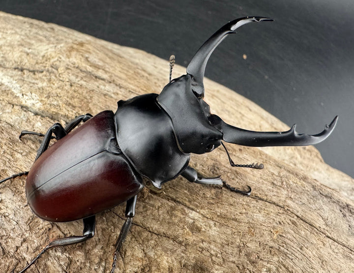 【WD】《ドンキエルコクワ原名亜種 雲南省産 65mm ♂♀♀トリオ》