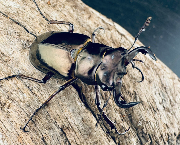 【WD】《レスネミヤマクワガタ 34.5mm ペア》