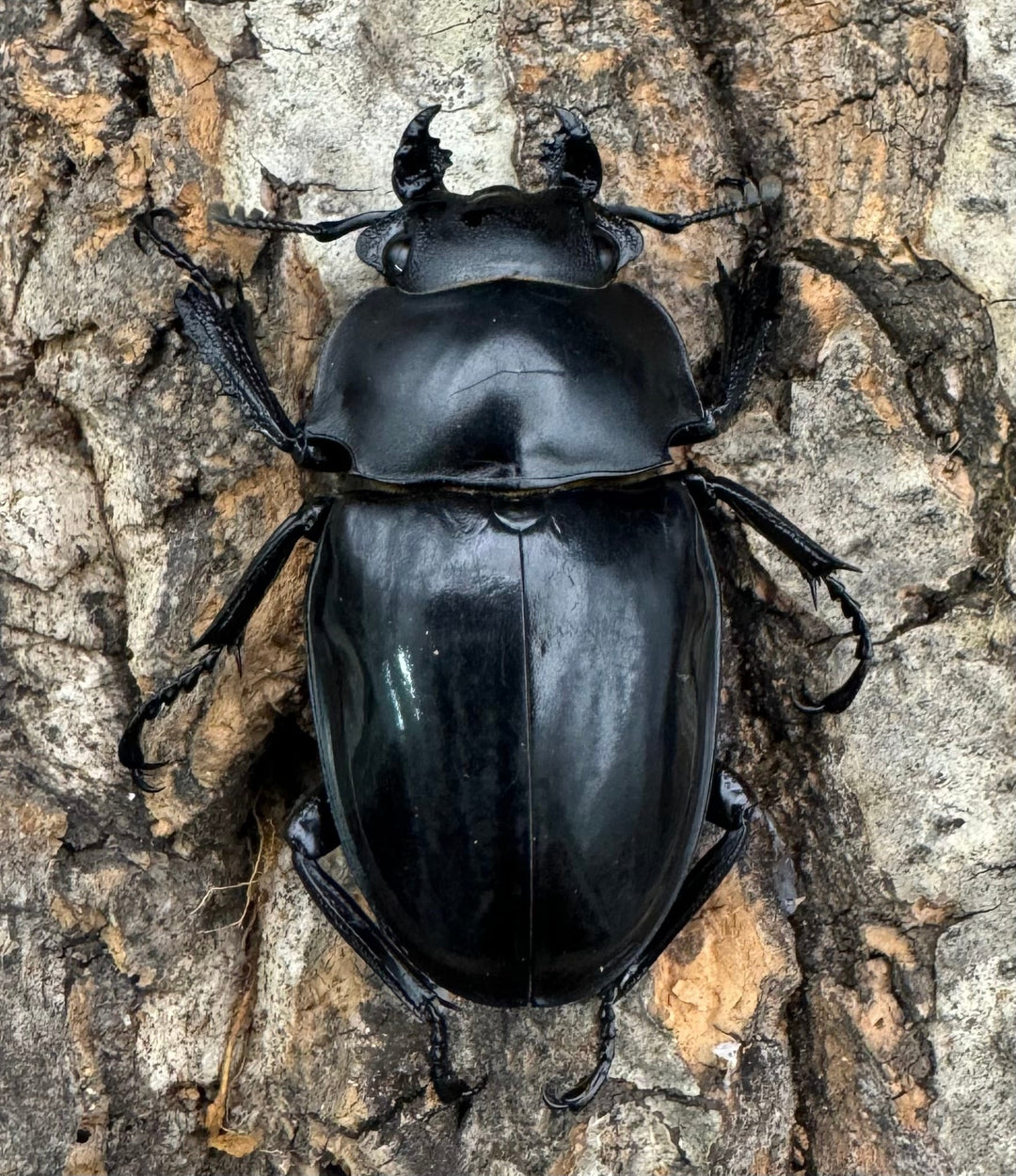 【WD】《シヴァツヤクワガタ 海南島産 70.5mm ペア》