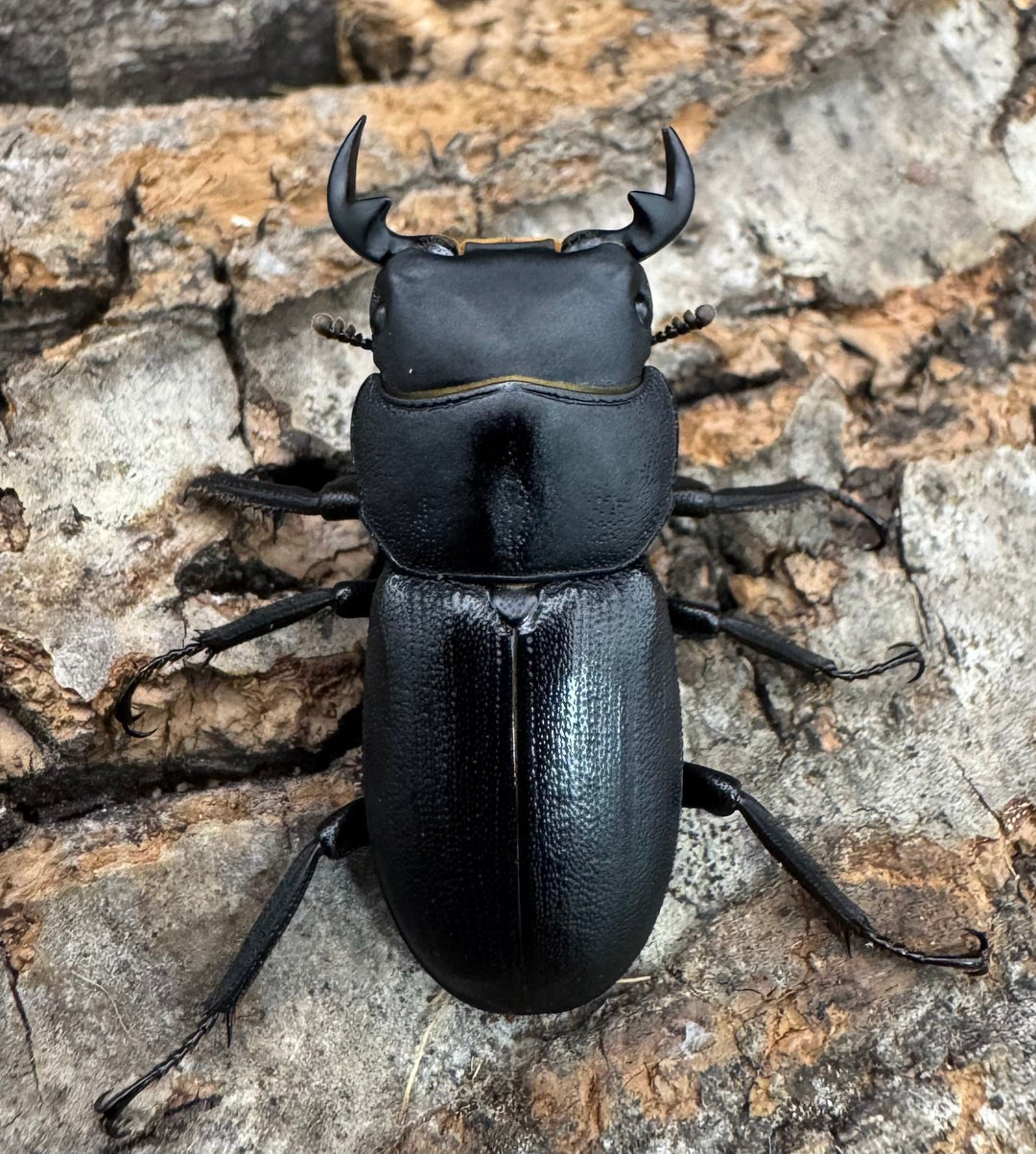 【WD】《ドルクス zhouchaoi（メンシウス ssp.） 28mm ペア》