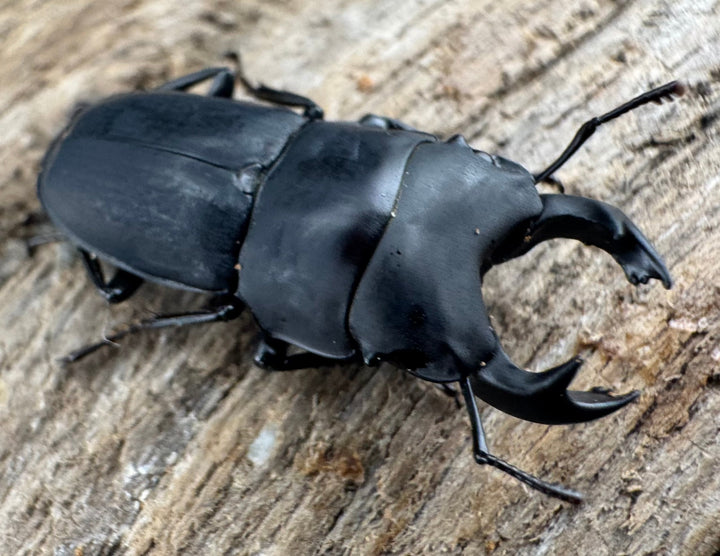 【WF3】《メタドルクス ロトゥンダトゥス 19.5mm ペア》