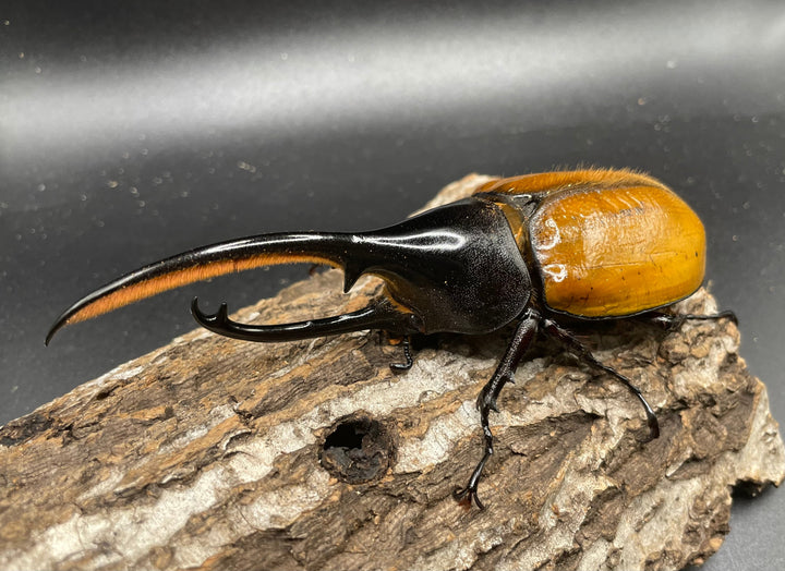 即ブリ《ヘラクレス・エクアトリアヌス 煌血統 125mm ペア》