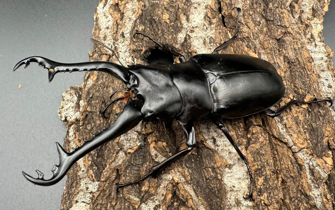 【WD】《ギラファノコギリ亜種ニシヤマイ 92.5mm ペア》