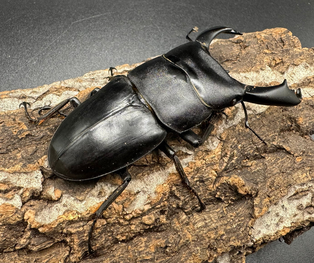 【WD】大型《ネバービスカヤヒラタ（カヤパヒラタ） 83mm ペア》