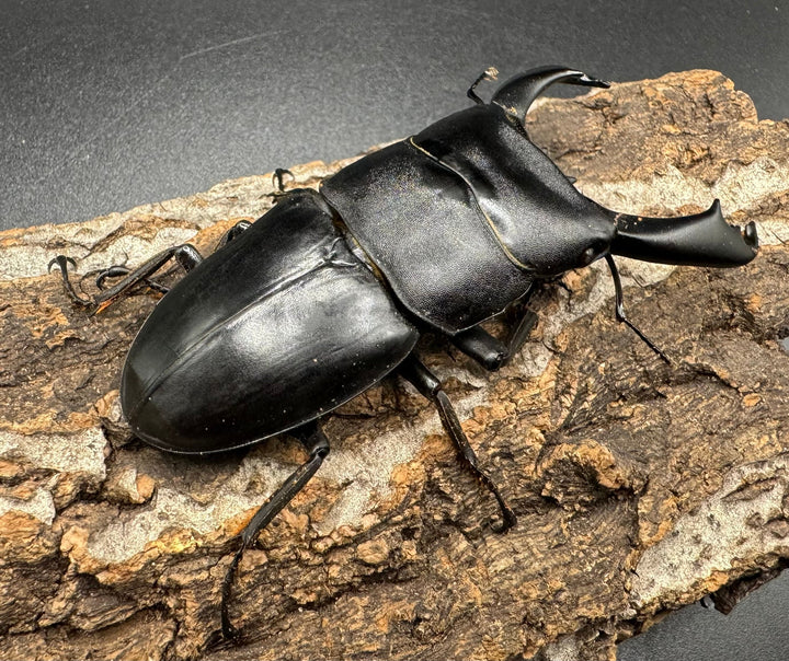 【WD】大型《ネバービスカヤヒラタ（カヤパヒラタ） 83mm ペア》