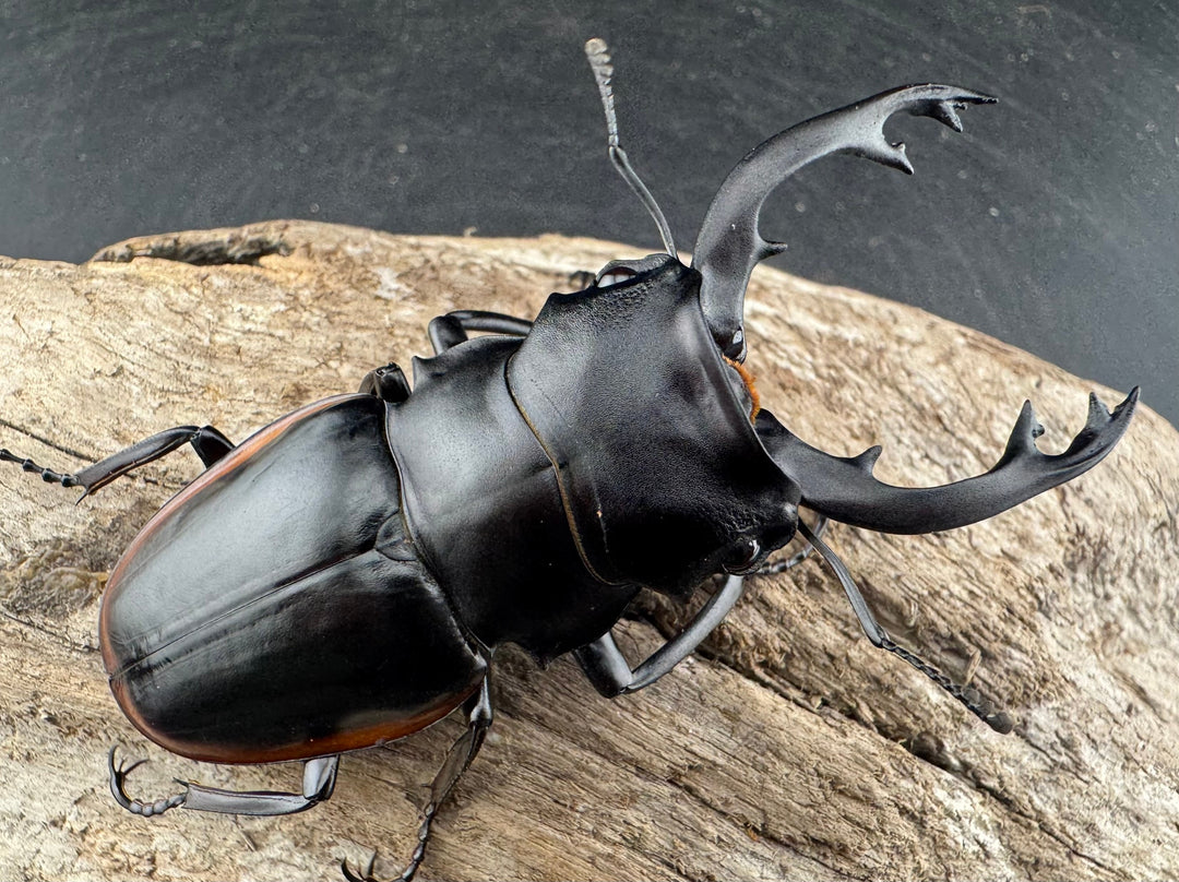 【WD】《クベラツヤクワガタ亜種sinensis 浙江省産 74.5mm ペア》