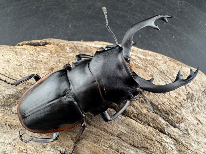 【WD】《クベラツヤクワガタ亜種sinensis 浙江省産 74.5mm ペア》