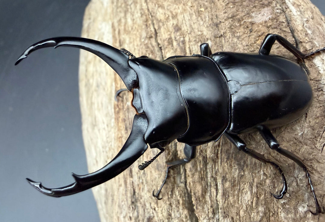 【WD】《ネパレンシス ssp. メトク産 64mm ♂♀♀トリオ》