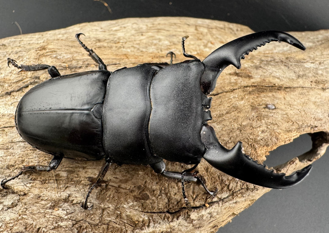 【WD】《ベトナムヒラタ ラオス産 78mm ペア》