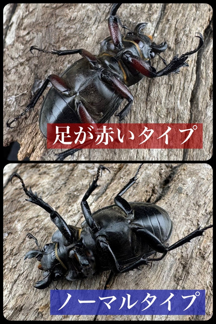 【WD】《パリーミヤマクワガタ 42.5mm ♀赤脚 ペア》