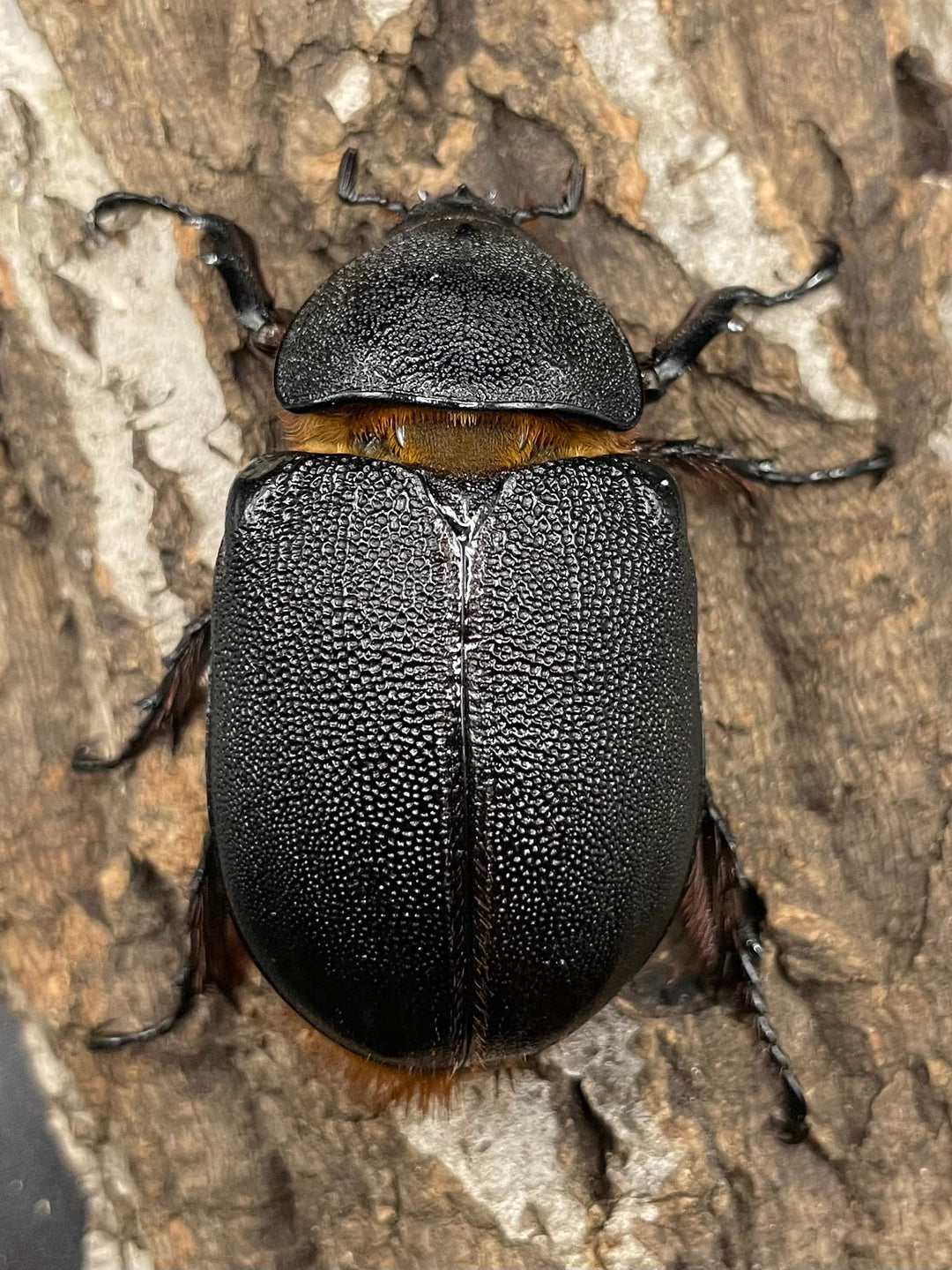 《サタンオオカブト 97mm ペア》