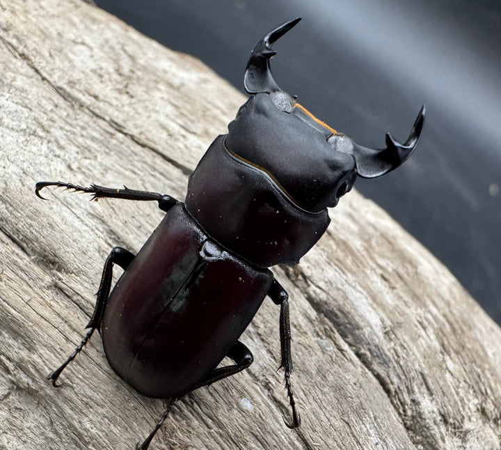 《ラティオキナティブスコクワガタ 30mm ペア》