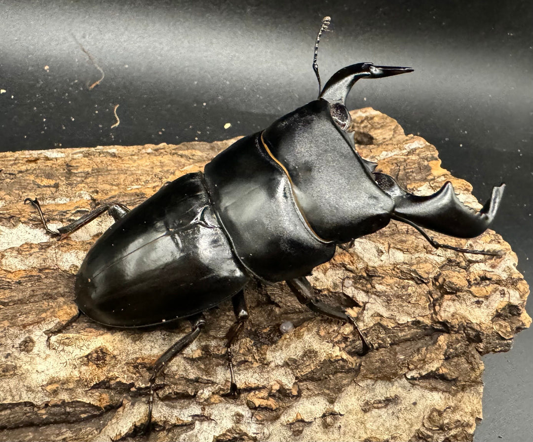 【WD】《ダイオウヒラタ 西ジャワ産 80mm ペア》
