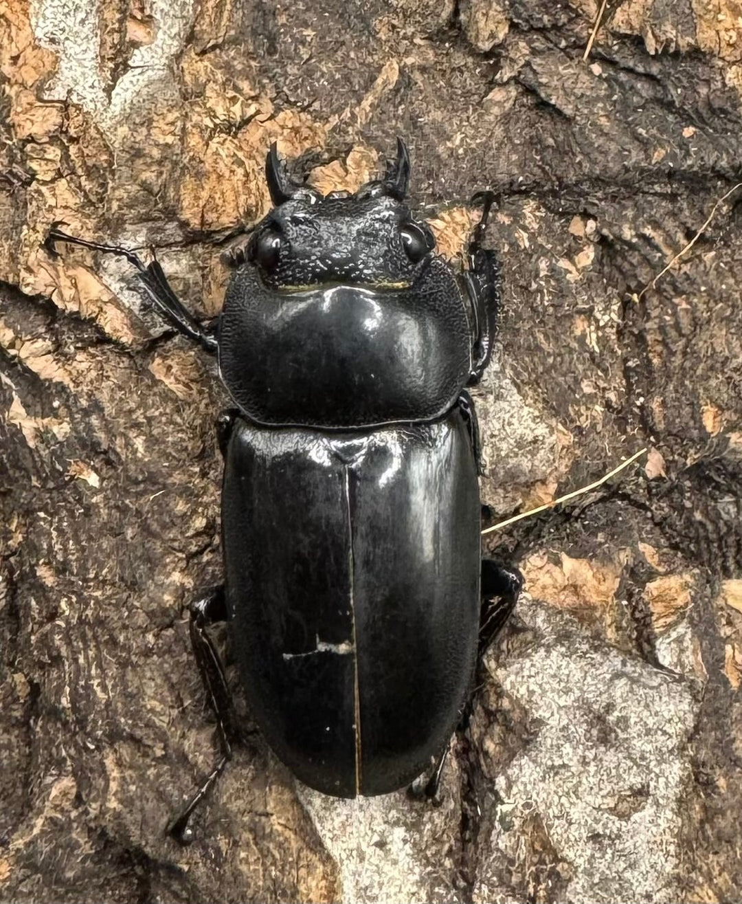 【WD】《ルマウィノコギリ  43mm A'品ペア》