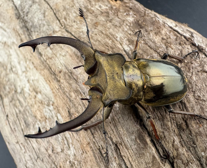 【WD】《メアレーミヤマ チベット産 50mm ペア》