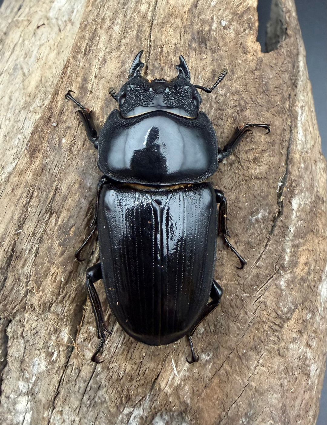《オオクワガタ 能勢SR血統 52mm ♀単》