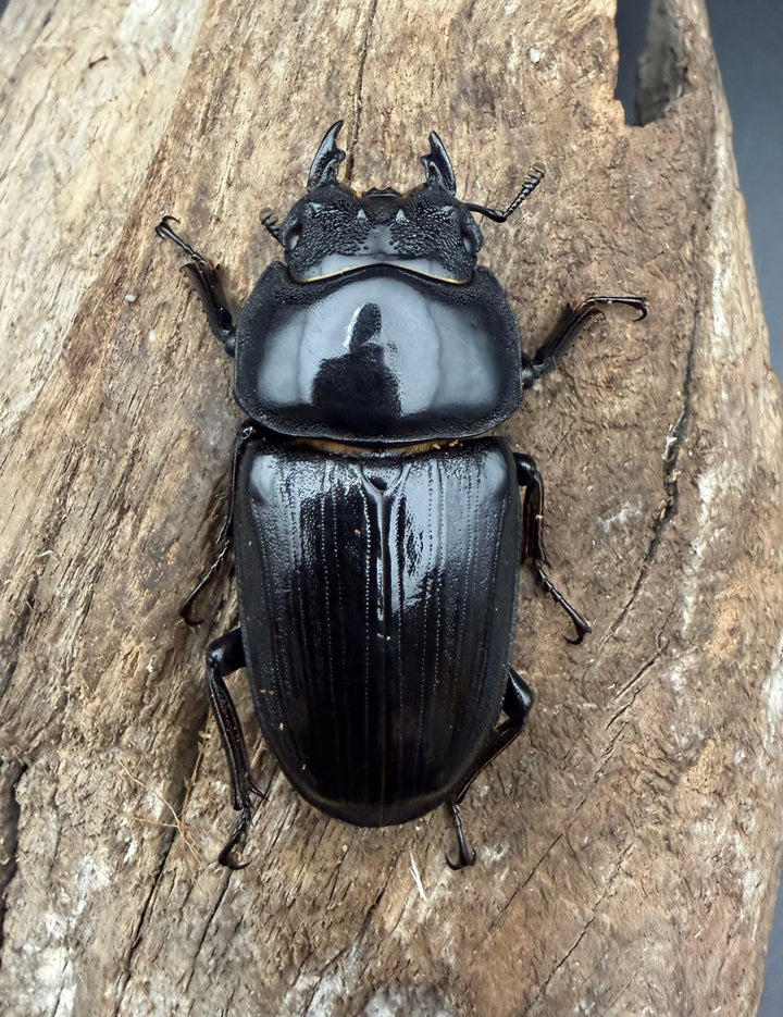 《オオクワガタ 能勢SR血統 52mm ♀単》