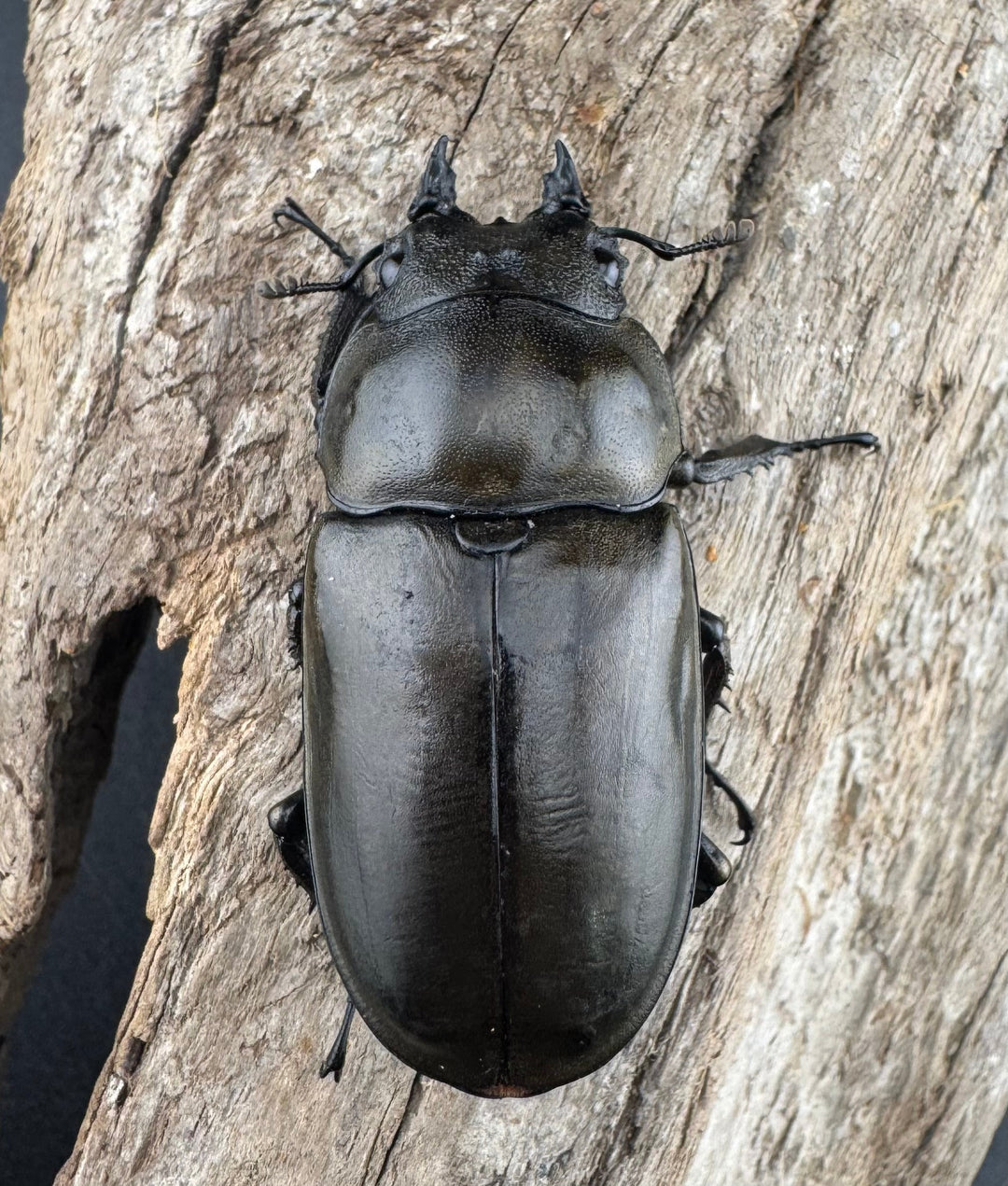 【F0】《ローゼンベルグオウゴンオニクワガタ 71mm ペア》