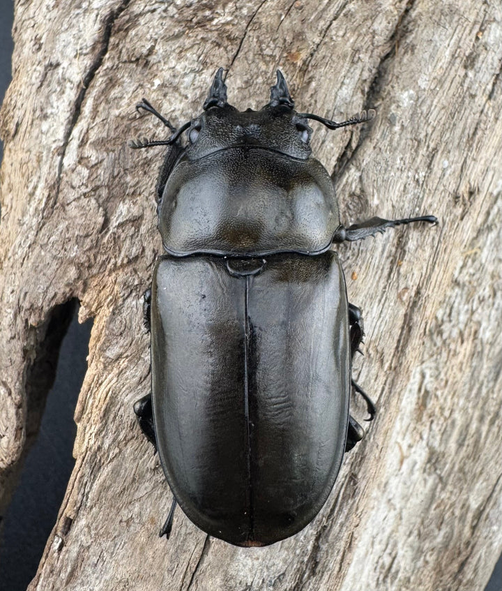 【F0】《ローゼンベルグオウゴンオニクワガタ 71mm ペア》