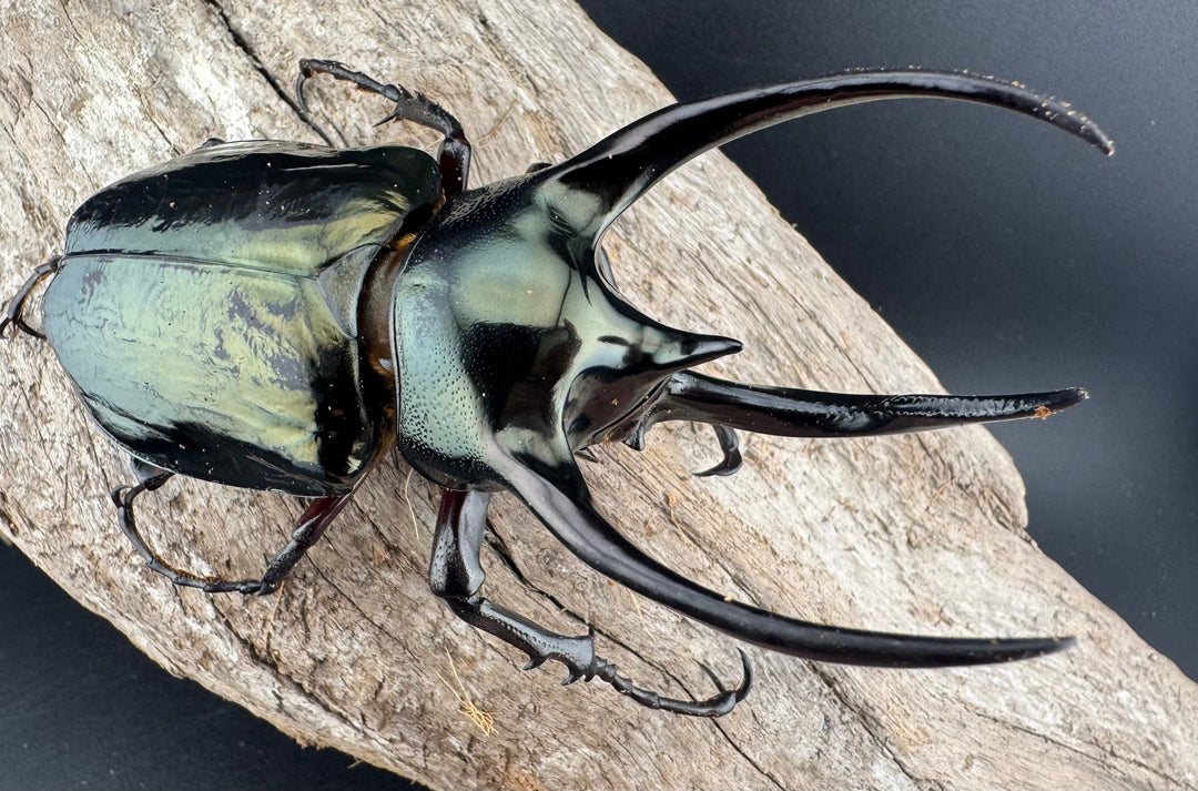 【WD】《ミンダナオアトラスオオカブト マラグサン産 97mm ペア》