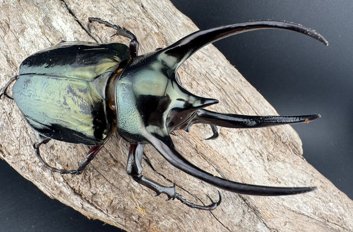 【WD】《ミンダナオアトラスオオカブト マラグサン産 97mm ペア》