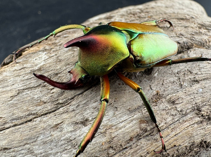 【WD】《ロドリゲスヒメカブトハナムグリ 大型 ペア》