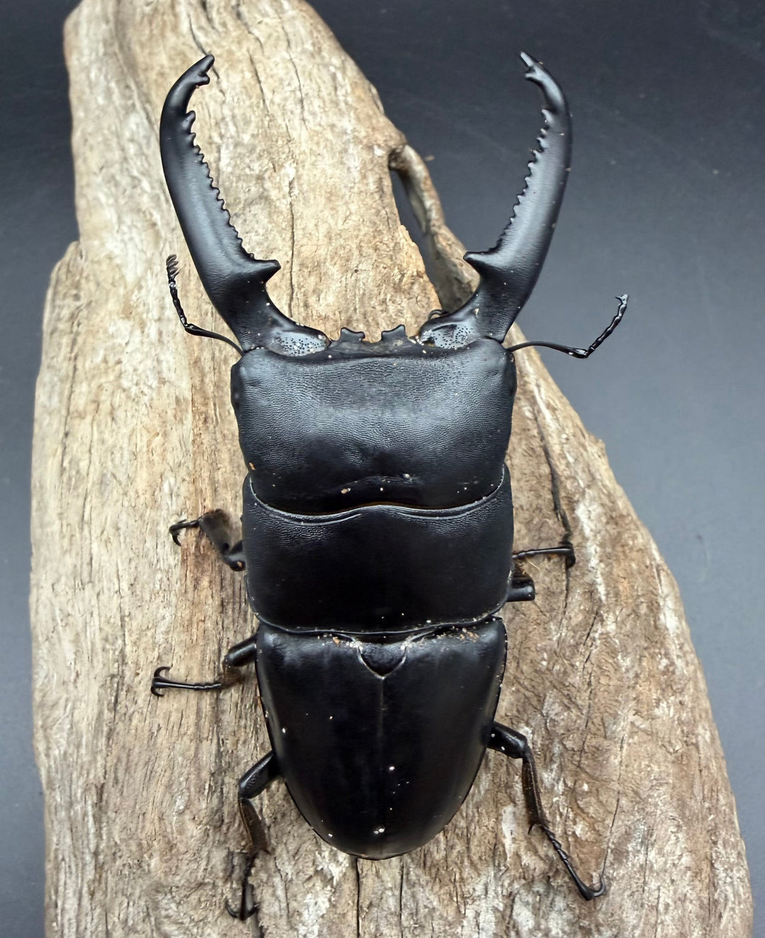 【WD】《パラワンオオヒラタ マンタリンガハン産 97mm ペア》