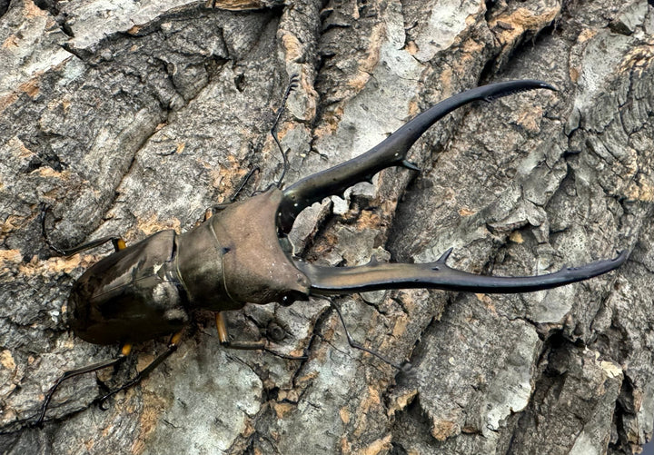 【WD】《メタリフェルホソアカ 85.5mm ペア》