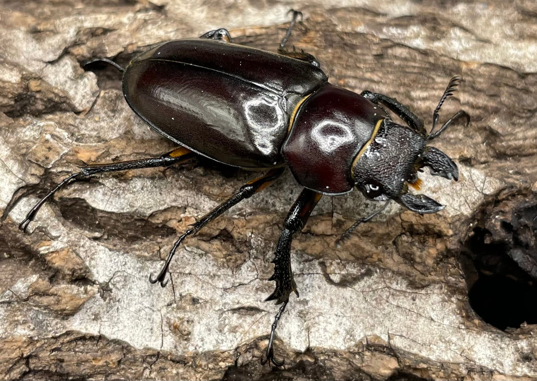 【WD】《ジュシャンミヤマ 41mm ペア》