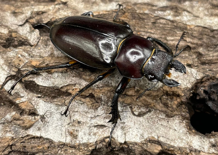 【WD】《ジュシャンミヤマ 41mm ペア》