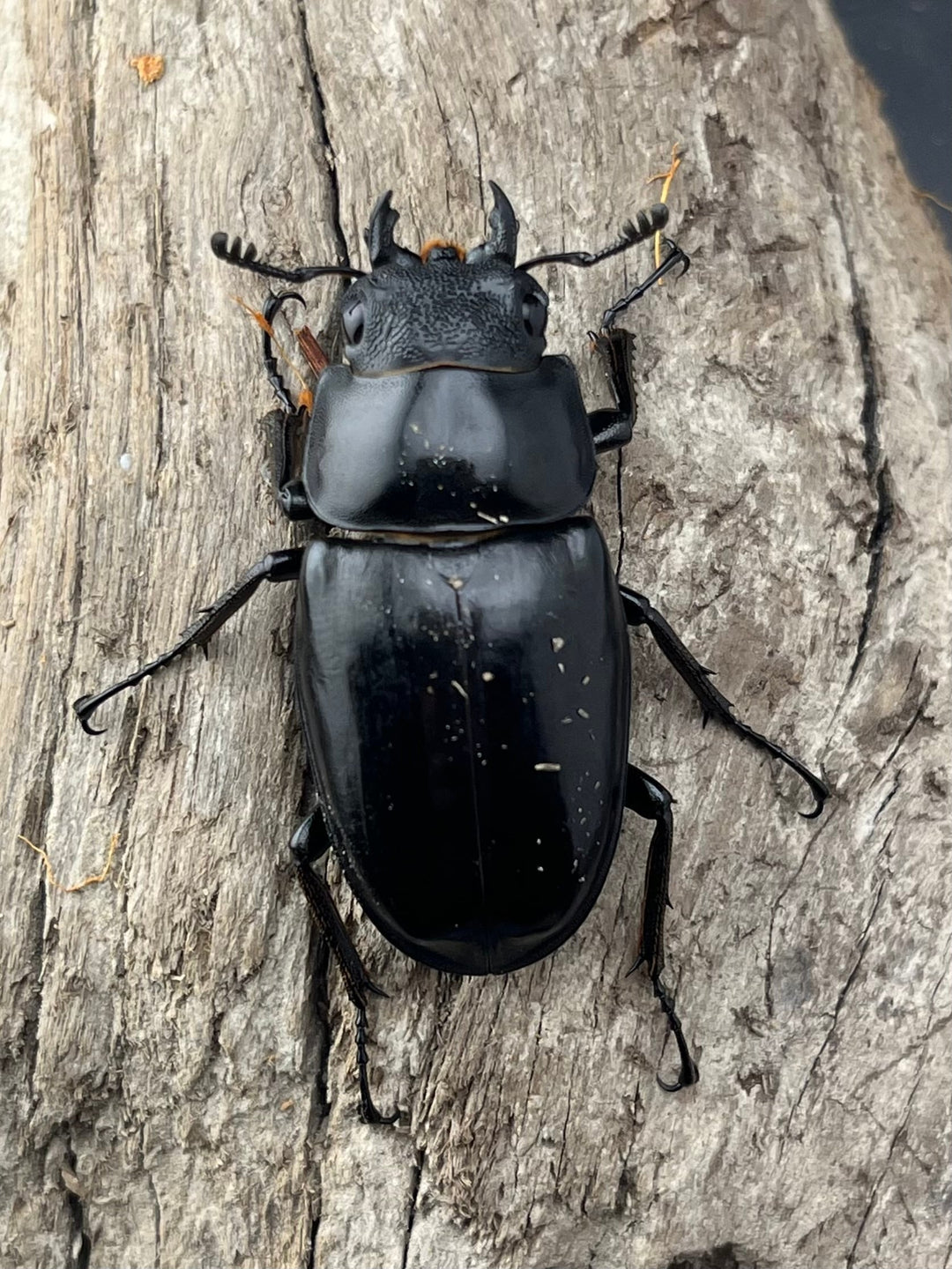 【WD】《 ギラファノコギリ亜種ボロブドゥール 91.5mm ペア》