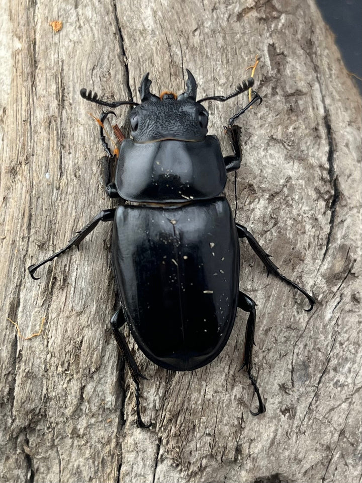 【WD】《 ギラファノコギリ亜種ボロブドゥール 91.5mm ペア》