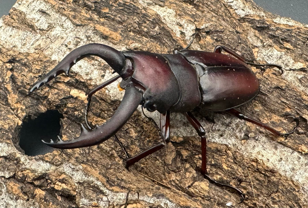 【WF1】《本土ノコギリクワガタ 八王子産 56.5mm ペア》