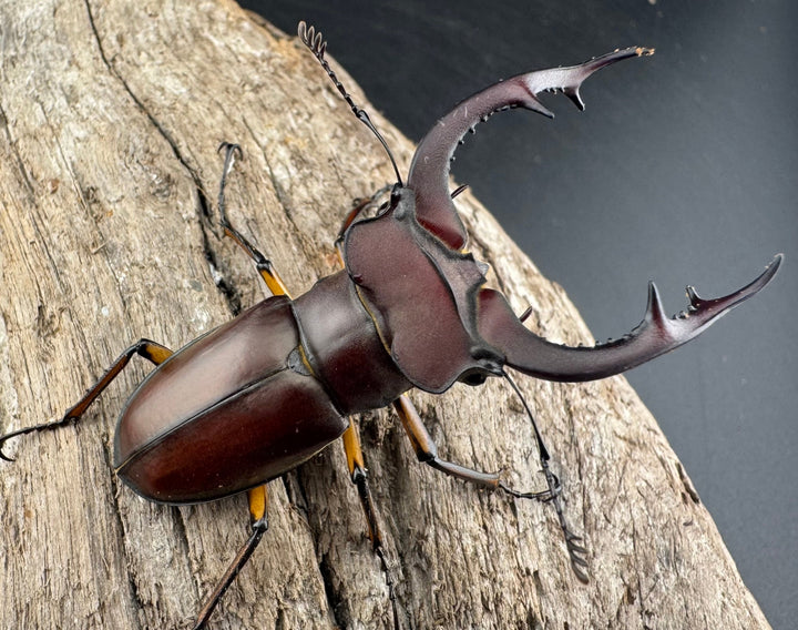 【WD】2018新種記載《ジュシャンミヤマ 58mm ペア》②