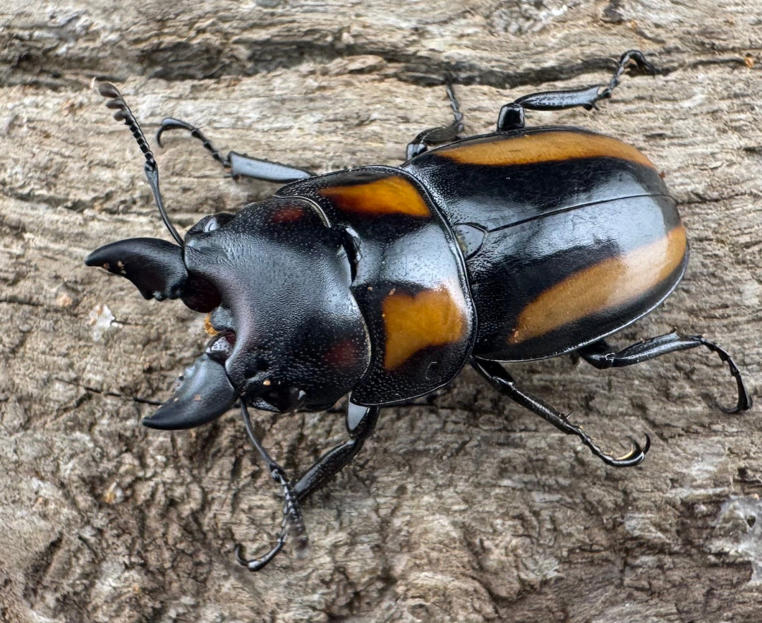 【WD】《ビプラギアトゥスノコギリ 海南省産 27.5mm ペア》