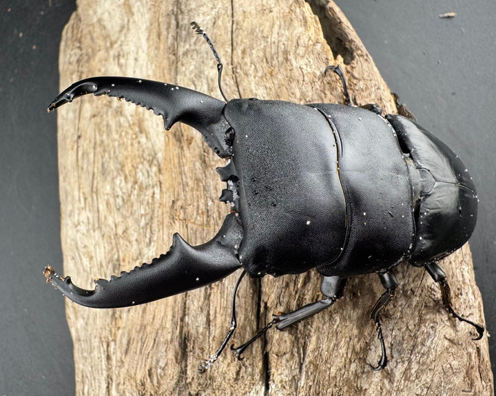 【WD】《ミンダナオヒラタ マラグサン産 90mm ペア》