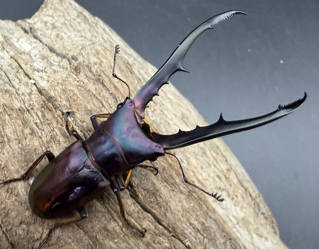 《メタリフェルホソアカ亜種フィナエ パープル系 75.5mm ペア》