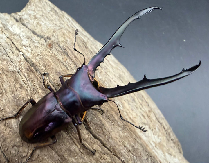 《メタリフェルホソアカ亜種フィナエ パープル系 75.5mm ペア》
