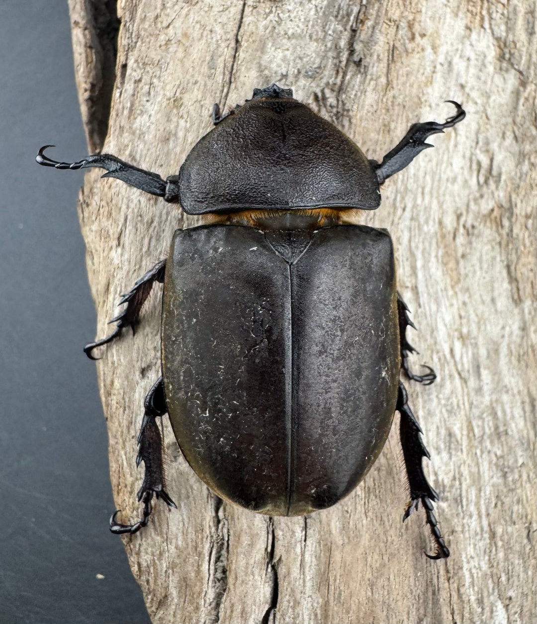 《国産カブトムシ 栃木県産 80mm ペア》