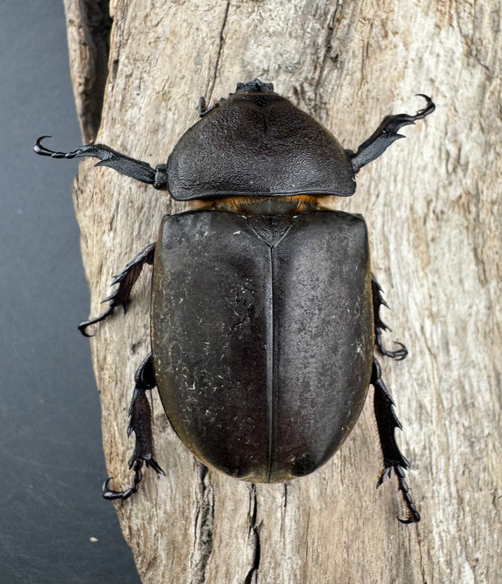 《国産カブトムシ 栃木県産 80mm ペア》