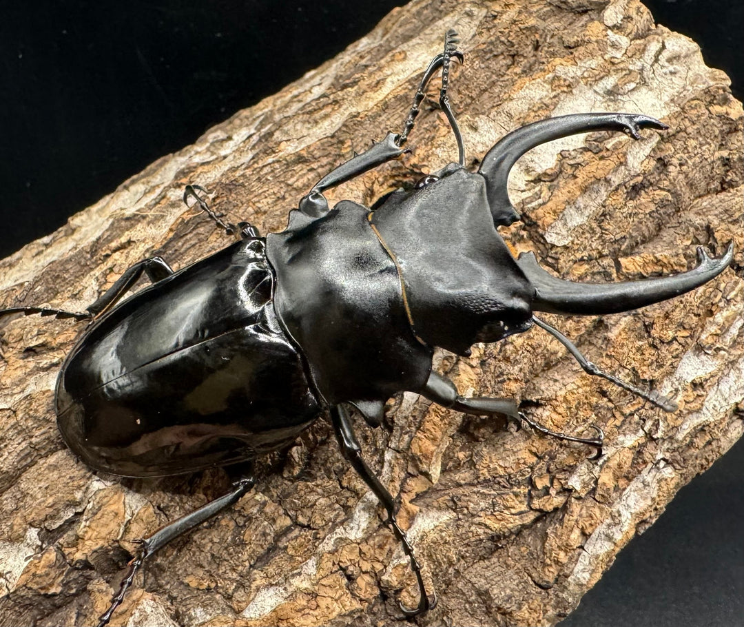 【WD】《ダールマンツヤクワガタ亜種celebensis 87mm ペア》