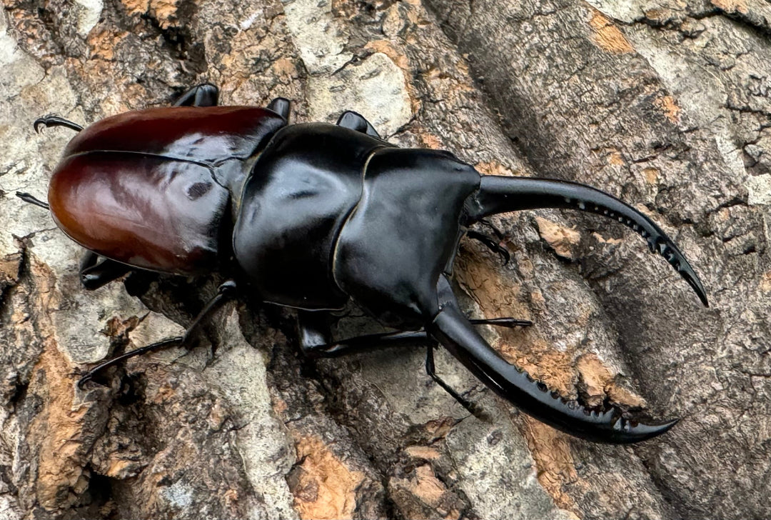 《アローコクワ亜種リエン 74mm ♂♀♀トリオ》