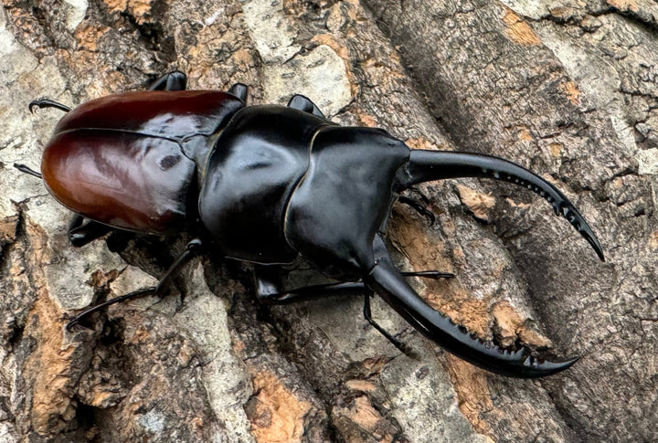 《アローコクワ亜種リエン 74mm ♂♀♀トリオ》