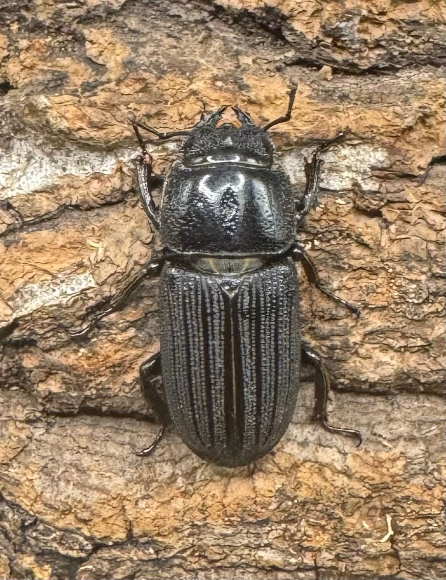 【WF1】《ドルクスミント Free ペア》