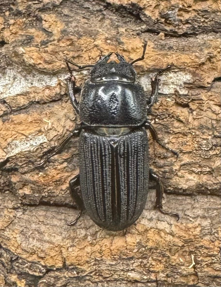 【WF1】《ドルクスミント Free ペア》