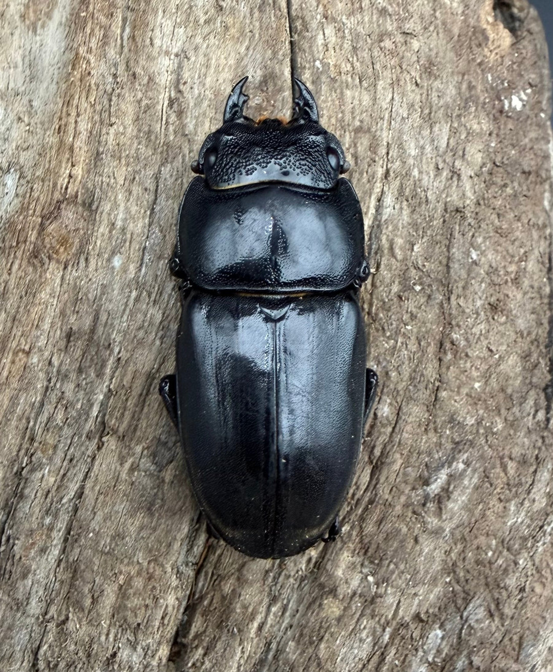 【WD】《ミンダナオヒラタ マラグサン産 83mm ペア》